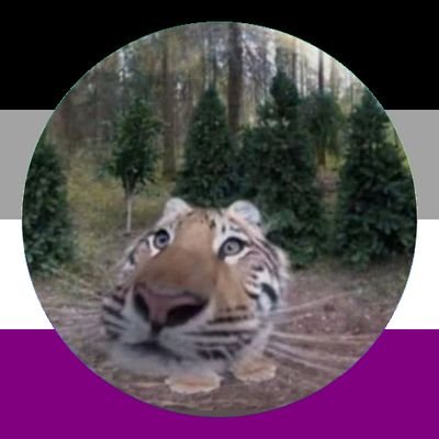 Brox_foz's profile picture. | 22yo | any/all 🏳️‍🌈 | furry 🦊 |