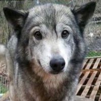 iv (@sashathewolp) 's Twitter Profile Photo