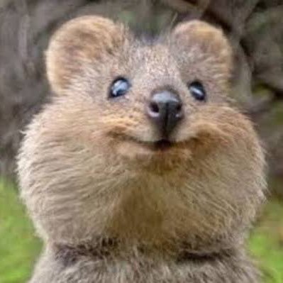 nankuru1833's profile picture. 恥ずかしながら兵庫県民 。無言ブロック失礼します。