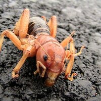 Michael Reno (@mrsickpony) 's Twitter Profile