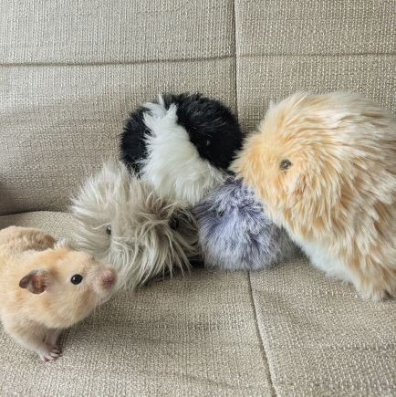 puddingmofmofy's profile picture. 9歳👧＆4歳👦、モフリン姉弟もふもぴの母🥰
娘がオーナーのモフリン姉弟を共に愛でるアカウント🥰娘が描くモフ漫画もゆるりと載せてます😉
Mofy(姉)🟡2025.6.1〜、Moppy(弟)⚪️2025.11.19〜
キンクマ🐹プリンちゃん♂️、たま〜ず、ぬいぐるみ🥰
無言フォローやいいね失礼します🙏