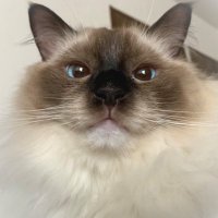 ゆきみのもふもふ日和❄️ (@with_yukimi) 's Twitter Profile