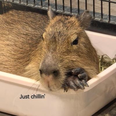 JENNIEfangirl93's profile picture. 🇲🇾; Simply loving JENNIE ☺️