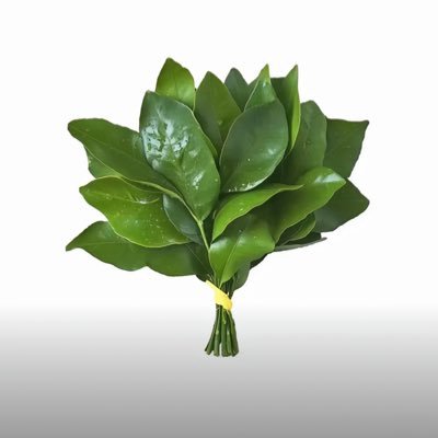 an009785033261's profile picture. 