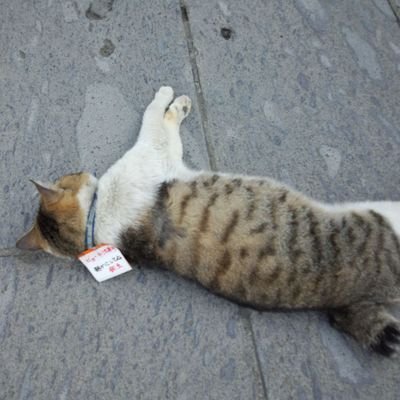 pome_pome_oji's profile picture. 