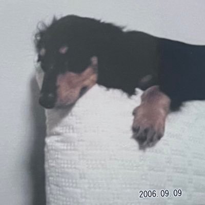 いろんなことがそこそこ出来ちゃっていいように使われてると感じます。 理不尽を許すな! 話にならないと感じる方は過去ツイを確認の上、ミュート、ブロックさせていただきます。ご了承ください。現在ペットロス中。