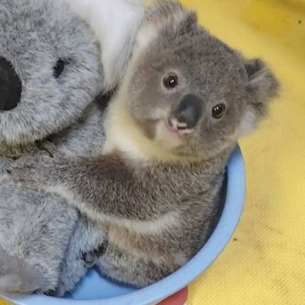 udaswtigE17194's profile picture. 