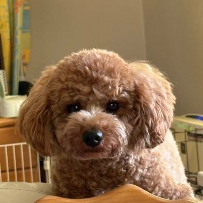 rurippyon0128's profile picture. 