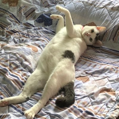 snowwhite7cats's profile picture. มีกิน มีใช้ มีเกียรติ มีศักดิ์ศรี ✌️❤️