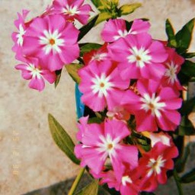 @AakanshaVi24019