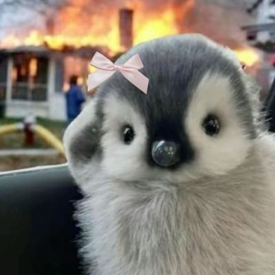 vimviaaa's profile picture. review account 🤍
CB,
CTT,

TWILIGHT CPA
Pinna Baby