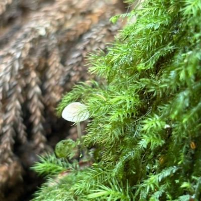 nBKdbiyknl65136's profile picture. NieR チェンソーマン完凸
 ロックマン ミク 幼女戦記 ほぼ3凸↑の雑魚