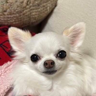 横浜在住の模型が好きなおじさんです😇 9月末の引っ越しで念願の模型部屋確保予定🙌 これを機にスケールモデル(飛行機、艦船、クルマ、バイク)にチャレンジして行きます☺️ベイスターズ、ゲーム、マンガ、F-1も好き。アイコンは愛犬のももちゃん(癒し系)