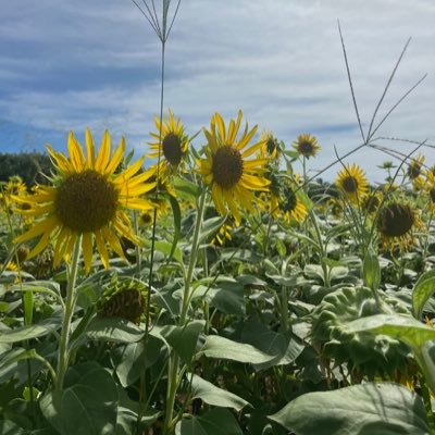 super__star369's profile picture. スポーツ観戦