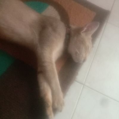 sibulekpap4865's profile picture. 