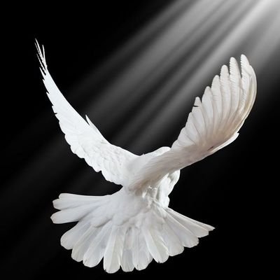 يرحــل المــوتى فُــرادى إلا أمـــ💔ــي رحلــت بجميــعي وكُلـــي