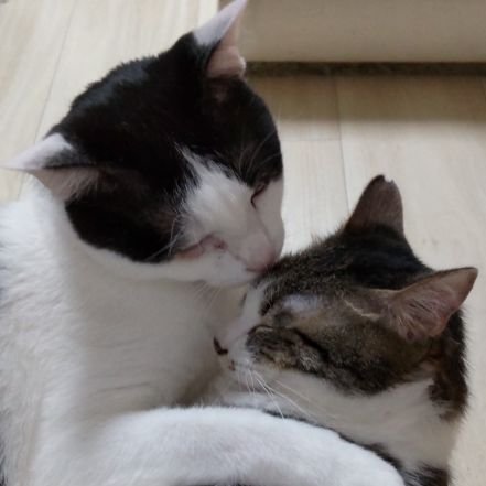 日本大好き日本人🇯🇵猫2匹と暮らす主婦です☺️
猫の要求ならどんなことにも応えます✨
近所の迷子猫はお手伝いします✨
趣味:猫/漫画/FF14
座右の銘:過ぎたるは猶及ばざるが如し
最近は移民問題の投稿を見て毎日ビビっています😱