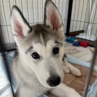 2025/3/9🎂 ♂ 2025/5/31🏠 日々の成長をアップしていこうと思います🍀* ハスキーを初めて飼うので先輩方と繋がりたいです!