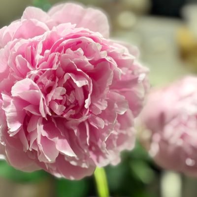 COMO12452214's profile picture. 好きな花はPeony 日本人🎌