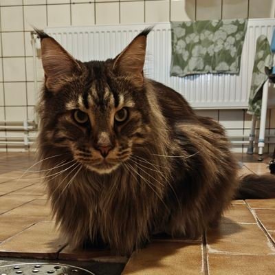 varpulama's profile picture. 