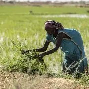 yarlitaare's profile picture. 