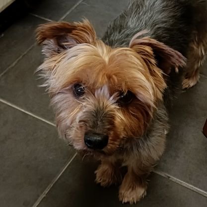 TacPud's profile picture. Games, Dark humour and random junk.
Xbox/PC