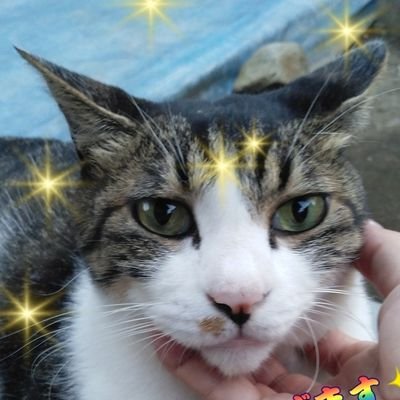 お笑い、食べ歩き、美味しい🤤もの、綺麗な景色🌊🏖️🌇
旅行、犬猫🐕️😺、昭和レトロなもの✨好きなこと書きます😊