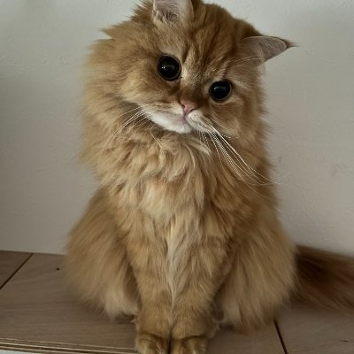 LUCKY__ZO's profile picture. No matter how life is, there will always be a ray of sunshine belonging to you. Use your footsteps to turn the world into a scenery