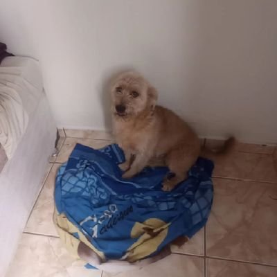 VasualdoFl52492's profile picture. 