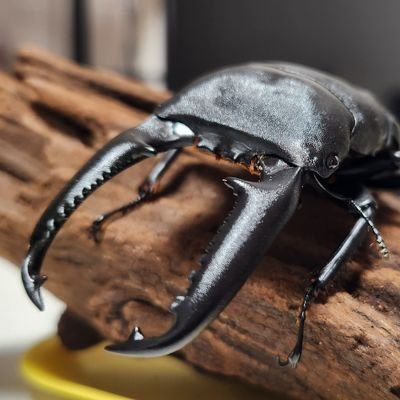 笑ってりゃなんとかなる
鹿児島は姶良でカブクワブリードやってます❗
現在マンディブ、パラワン(kenny)、dhヘラ、タラ、能勢•奈良輪オオクワ、ガントクアンテ、ババオウゴンオニ、メタリフェル(New)やってます
勝手に布教活動マンディ部し始めましたꉂ🤣𐤔
日常のことも時折ポストしますがご了承ください😅