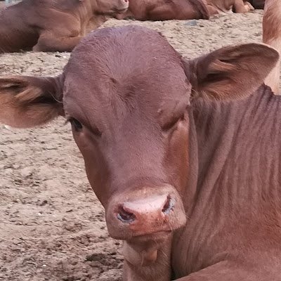 AndreMouto4431's profile picture. 