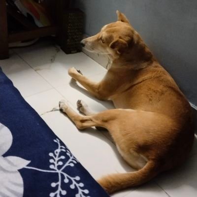 Jai Shree Ram Radhe Radhe,I am animal lover and proud vegetarian,I request people to show compassion to animals and they are innocent loyal creatures🙏