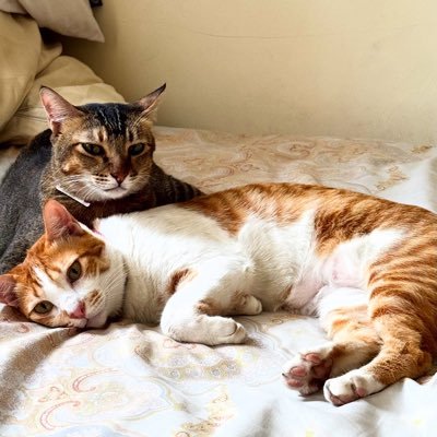 springdaee_'s profile picture. dedicated account to unleash my inner fangirl