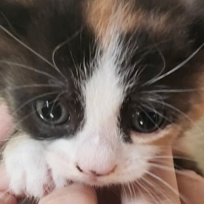 Cat201215's profile picture. Hello :)