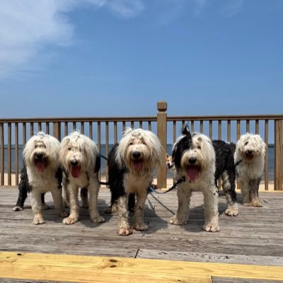 Just a pack of Old English Sheepdogs roaming the streets of Music City. Lennon (5) Ringo (4) Quincy (3) Indy (3) Coco (.9) Max 🌈