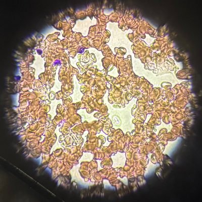 shion_pjskdisk's profile picture. 