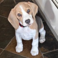 Hugo the Blue Beagle (@hugobluebeagle) 's Twitter Profile