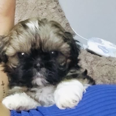 infinit16013413's profile picture. 