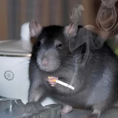 Freundschaft und Partnerschaft mit Russland / Altparteien abschaffen / Kein Gendern / Masseneinwanderung sofort stoppen / Satire Account, 🐀✍️ nicht ☝️😁