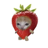 lilypad (@demigodatcamp) 's Twitter Profile