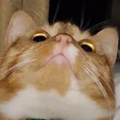 RSdan_'s profile picture. PLEASE SAVE ME FROM THIS LONELINESS. MEOW.