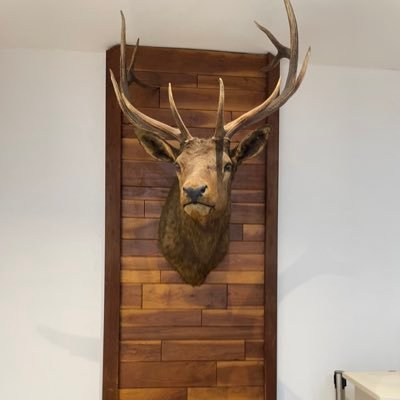 ElecInfoTech's profile picture. ちいかわ