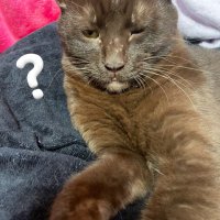 とうこ (@toko09058132) Twitter profile photo