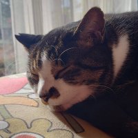 nozoki1015 (@my7rj) 's Twitter Profile
