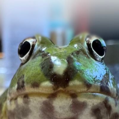 dumbfrogs's profile picture. check out https://t.co/944BF0PMMx
