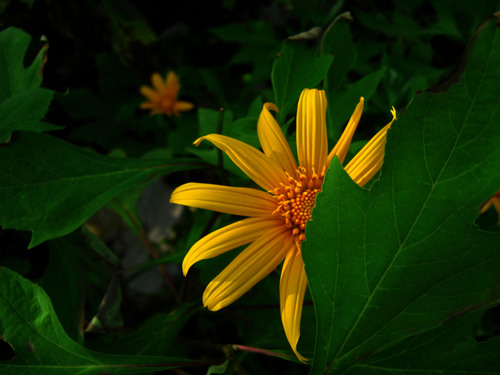 JThalee's profile picture. 