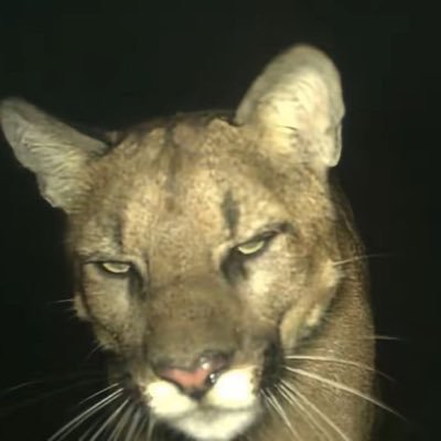 francomskd's profile picture. Fast/Full-Time Graphic Deisgner