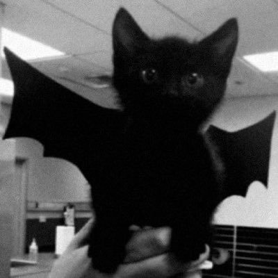 kaaelixx's profile picture. beginner editor