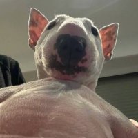 cerenata (@ceretolin) 's Twitter Profile