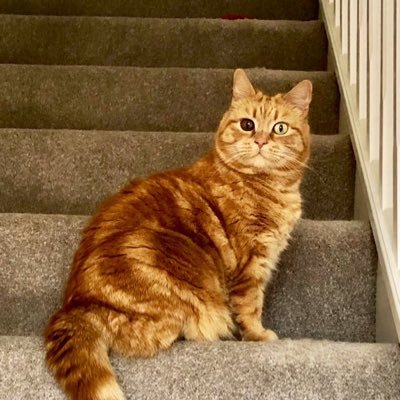 11 year old @CPhereford adopted ginger prince. Loves dreamies, 4 am and naps. Extra heavy fur.😺 #hedgewatch member